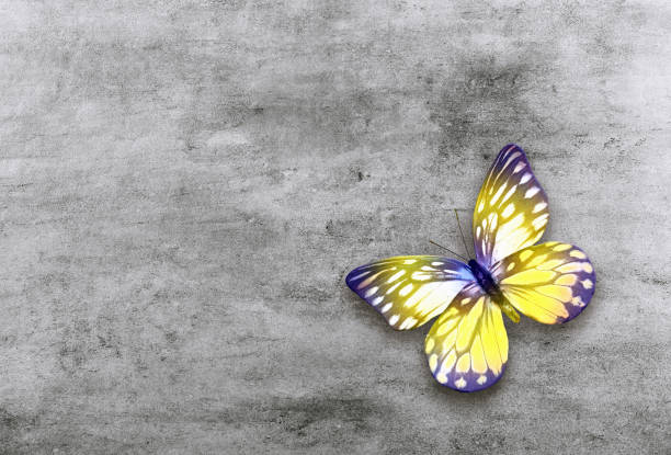 istock Abstract grunge grey concrete background with colorful butterfly. 1348259167
