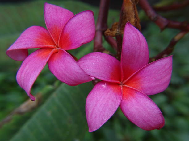 istock THE FRANGIPANI BLOSSOMS 1348259327