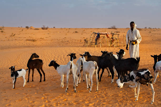 Harsh life in the Sahara Desert Shingetti. Mauritania. October 04, 2021. A nomad shepherd with a vessel in his hands drives a flock of goats across the Sahara Desert for morning milking. named animal stock pictures, royalty-free photos & images