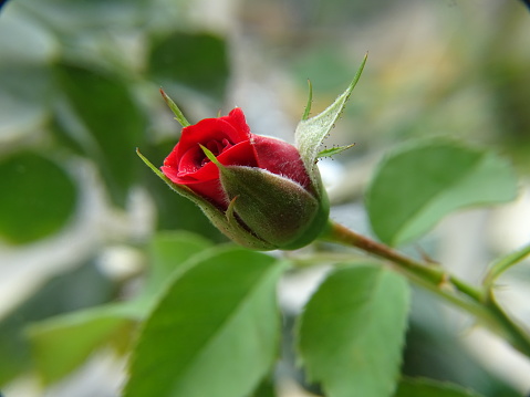 The display in the photo depicts the blossoming red rose bud.The grandeur of the blossoming bloom is outstanding. The vibrant colour, vitality, and the clarity of the flower are gorgeous.The bright red rose perfectly expresses the emotions of romance and abiding love. In addition to beauty and passion, red rose also symbolises courage. The red rose is also a symbol of power. The Rose is the queen of flowers. The rose flower diffuses heavenly fragrance and sends strong feelings of love, romance, and joy. The close-up view of the blossoming red rose bud looks very appealing.