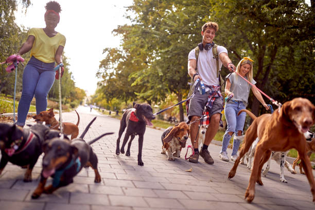 istock Group of happy students dog walkers working together 1348260252