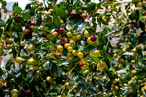 Jujube fruit or drupe ziziphus jujuba ripening on a  tree
