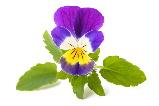 Fresh ripe seeds and inflorescences of a viola flower on a white isolated background.