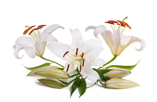 White lily flowers isolated on  white background
