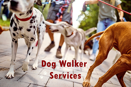 Dog walker servises - dogs on the leash walking with dog walker person outdoor in park