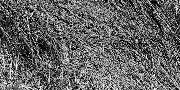 istock Dry stems of grass 1348261549