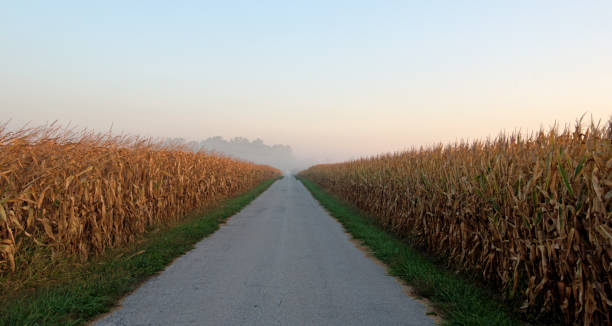 country road en una mañana brumosa-condado de howard, indiana - morning cereal plant fog corn crop fotografías e imágenes de stock