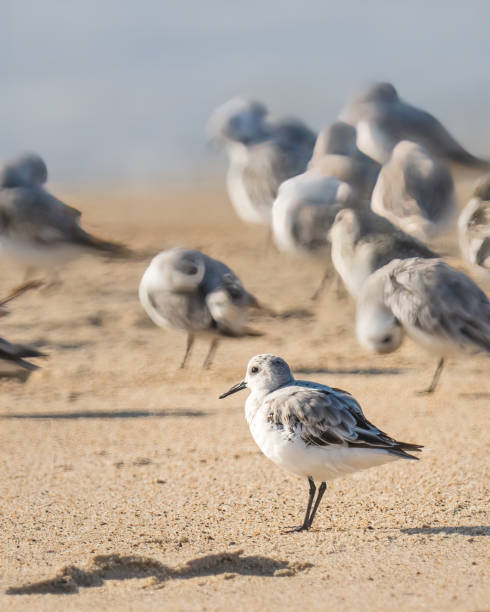 снежная ржанка (charadrius nivosus), небольшой кулик, на пляже. - американский бурый пеликан стоковые фото и изображения