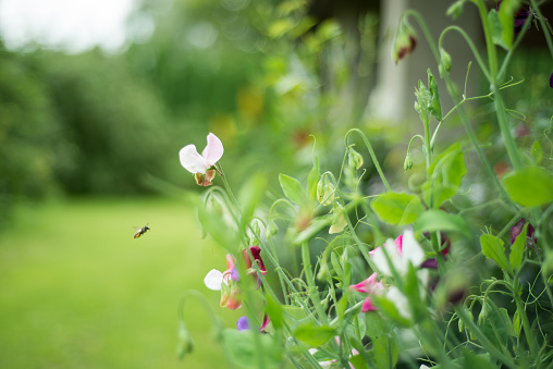 summer flower pea in a flower bed outdoors. The bee flies by the pea