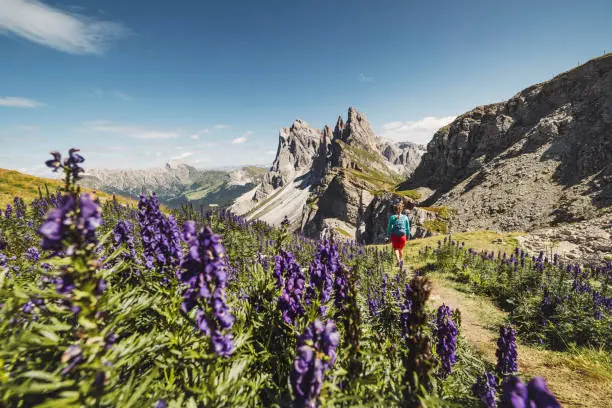 Female hiker looking at the view of Seceda mountain peaks in the Dolomites, fielf of purrple mountain flowers behind her.