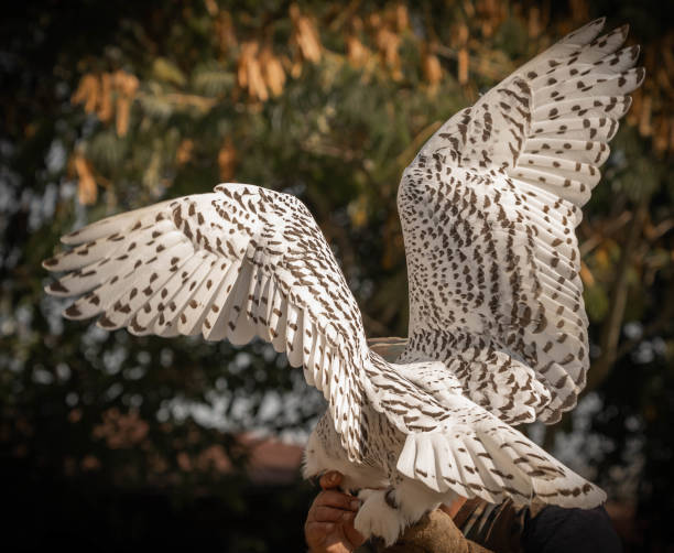 grande coruja branca com asas abertas - great white owl - fotografias e filmes do acervo