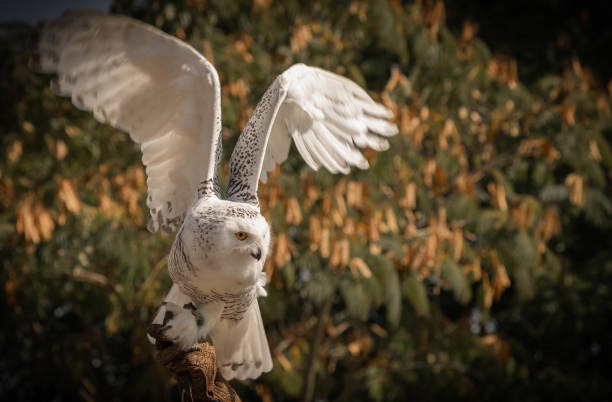 grande coruja branca com asas abertas - great white owl - fotografias e filmes do acervo