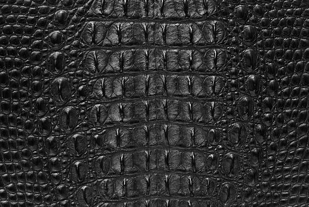 Black Crocodile skin textures background This image of Freshwater Crocodile "Crocodylus siamensis".This skin is very classic and beauty. caiman stock pictures, royalty-free photos & images