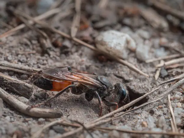 Individual sand wasp just before it crawls into its self-dug hole in the ground.