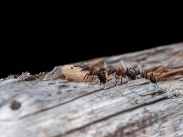 istock Ants transport a large ant doll over a wooden trunk. 1348265968