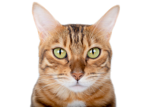 Bengal cat head with green eyes close-up on a white background.