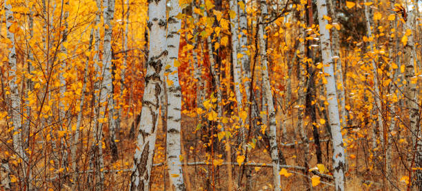 istock Autumn forest wide background. Gorgeous colorful scenery with birch trees during autumn fall. 1348266068