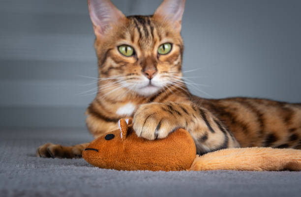 istock Plush toy mouse in the paws of a cat. Selective focus. 1348266133