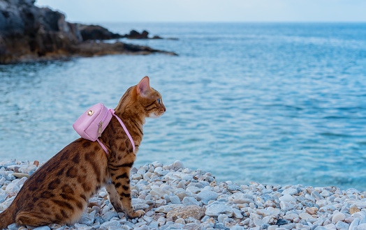 The cat - the traveler is resting on the shores of the Mediterranean Sea with a backpack on his back.