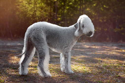 Portrait of a Bedlington Terrier in the Summer Forest. Soft focus.