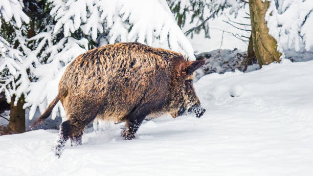 istock Wild boar (Sus scrofa) in the winter mountain forest after snowfall 1348267566