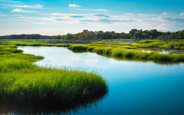 río curvo y marismas verdes en cape cod durante la marea alta - grass lake fotografías e imágenes de stock