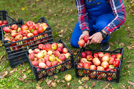 Summer natural red fruit gardening. Organic apples in farmer hands.