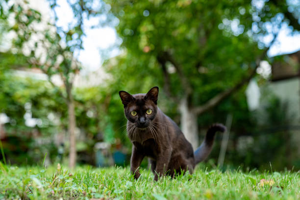istock Funny kitty playing on the grass playground. Adorable young cute cat outside playing. 1348273000