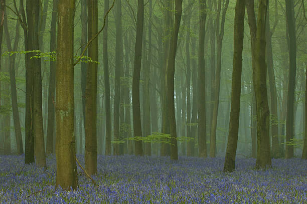 Dawn in a Bluebell Wood stock photo