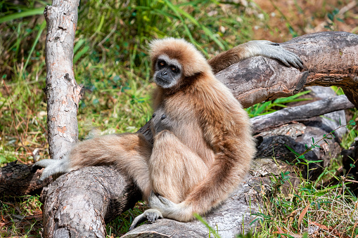 Lar gibbon monkey (Hylobates lar), also known as white-handed gibbon, seated in a forest, looking at camera. Fur coloring varies from black and dark-brown to light-brown, sandy colors.