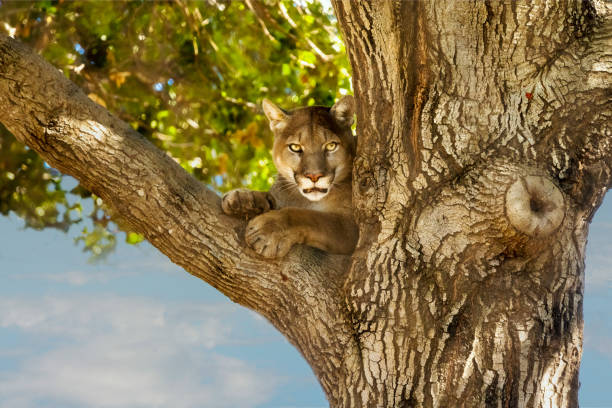 Cougar animal relax on tree