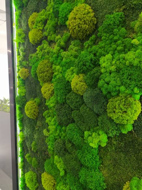 istock Phytosten made of various types of stabilized decorative moss in a modern office 1348274085