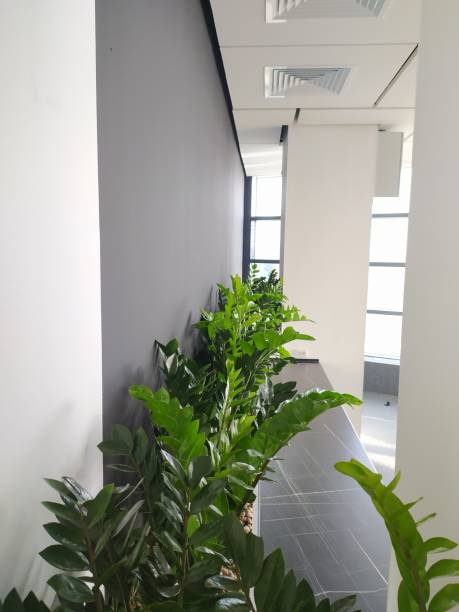 istock Zamiakulkas is a houseplant in a modern office 1348274095
