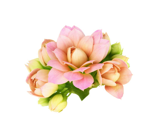 Pink calanchoe flowers and buds isolated Pink calanchoe flowers and buds isolated on white calanchoe stock pictures, royalty-free photos & images
