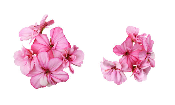 set of pink geranium flowers isolated - geranium imagens e fotografias de stock