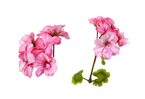 Set of pink geranium flowers and green leaves isolated on white