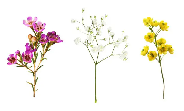Set of small sprigs of yellow flowers of berberis thunbergii, pink chamelaucium and white gypsophila isolated on white