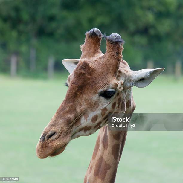 Giraffe Portrait Stock Photo - Download Image Now - Africa, Animal, Animal Behavior