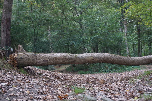 umgestürzter baumstumpf - baumstamm am boden stock-fotos und bilder