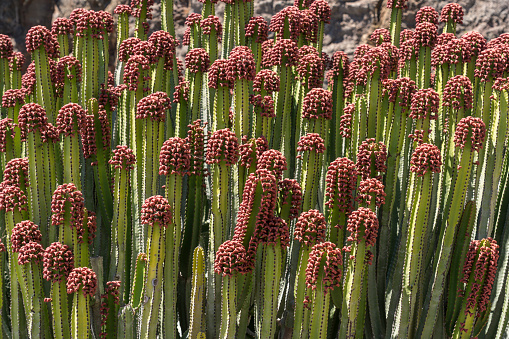 Euphorbiacea cactus in bloom at the coast at Anaga Mountains, in front view blooming cactus. Tenerife, Canary island