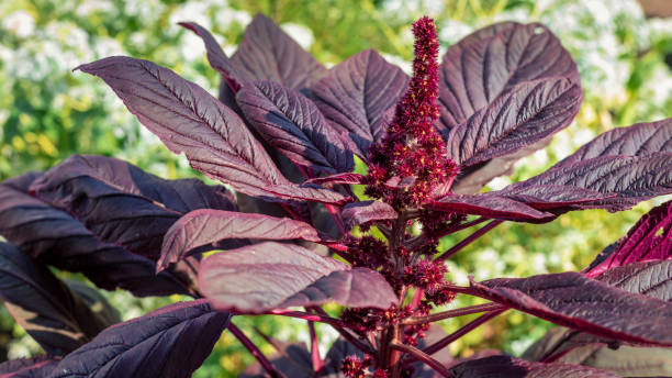 inflorescence rouge foncé et feuilles d’amaranthus cruentus dans le jardin. - amaranthus cruentus photos et images de collection