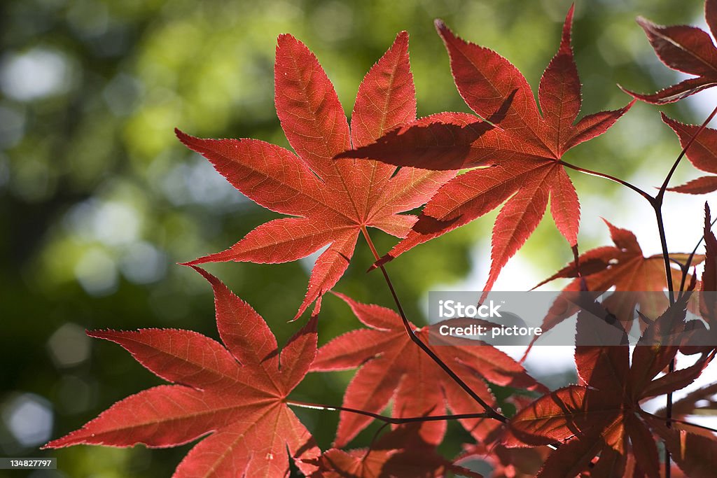 Feuille d'érable - Photo de Arbre libre de droits