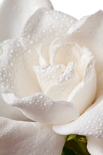 istock White Gardenia Blossom Isolated 134827838