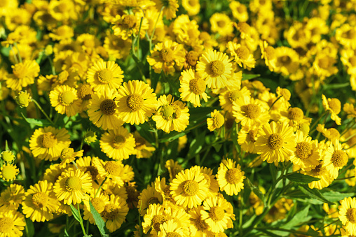 Yellow Helenium flowers in bright sunlight in the garden.