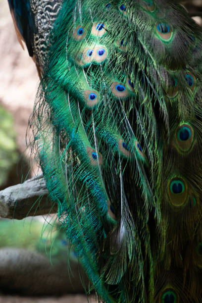 istock Close up Beautiful Peacock 1348279173