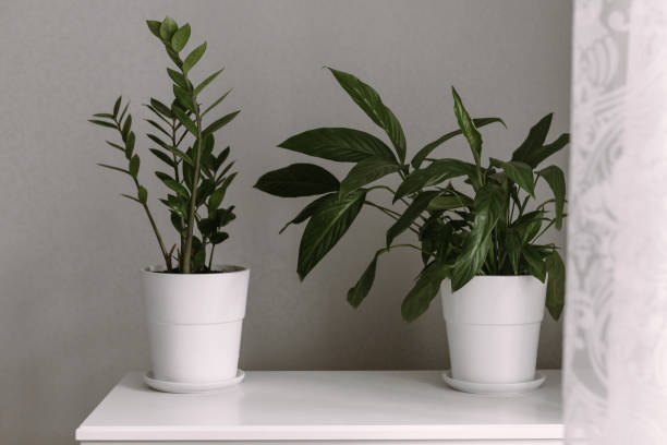 istock plants in white flowerpot, home interior decor 1348279833
