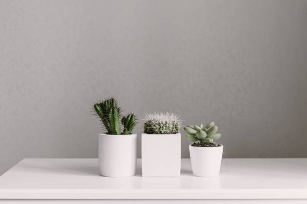 istock Home plants cactus and succulent in white pots 1348279847