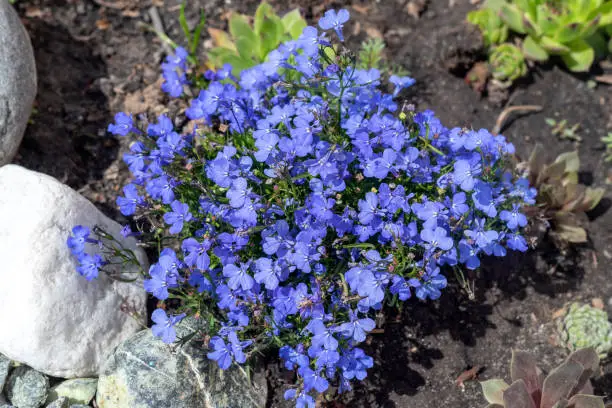 Beautiful blue Lobelia flowers in the garden.