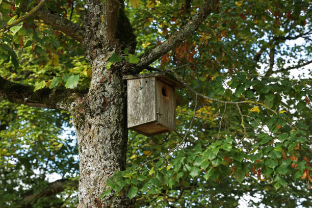 birdbox - box als haus für vogeltiere - birdhouse animal nest house residential structure stock-fotos und bilder
