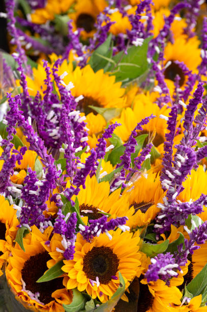 istock Yellow sunflowers and purple lavender 1348280099